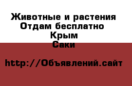 Животные и растения Отдам бесплатно. Крым,Саки